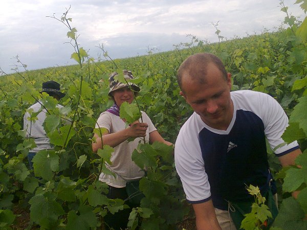 Juin - Relevage, la vigne est une plante sauvage