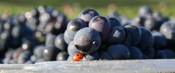 Septembre - Coccinelle testant les bons pinot meuniers