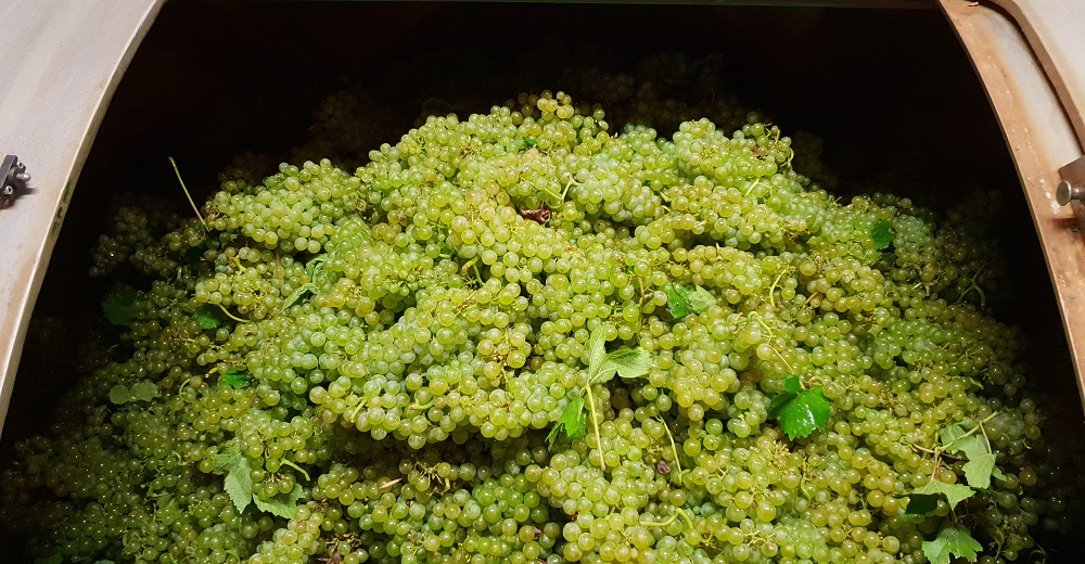 Dernier pressoir de la vendange 2018 toujours d'aussi beaux raisins