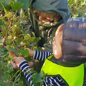 Formation des petits enfants pendant les vendanges