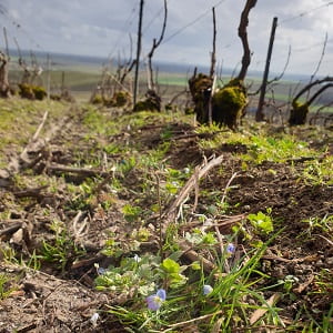 Biodiversit&eacute; dans les vignes de Champagne