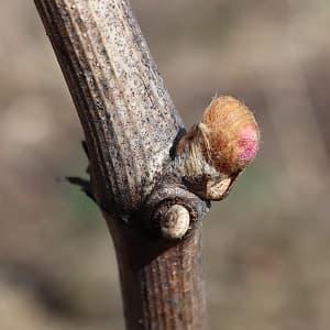Bourgeon de Chardonnay le 11 avril 2017