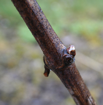 Bourgeon de Champagne au 14 avril 2013