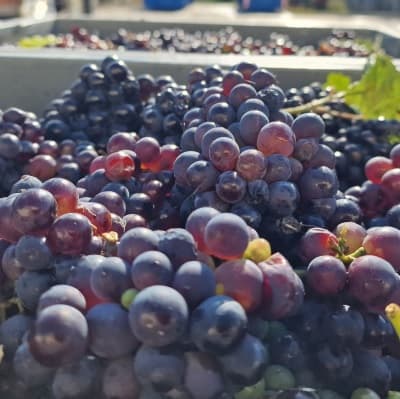 Le meunier c&eacute;page en champagne