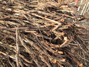 Bois de vigne taill&eacute;s