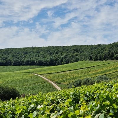 Terroir de Champagne