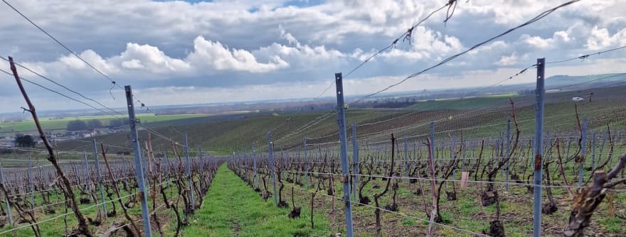 Vigneron en champagne en mars