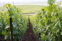 Vignes de champagne en juin 2007
