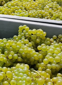 Chardonnay vendanges 2017 champagne
