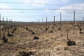 Vigne de champagne li&eacute;e