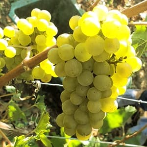 Chardonnay au soleil