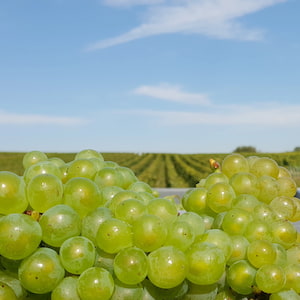 C&eacute;page Chardonnay pour cr&eacute;er le champagne blanc de blancs 