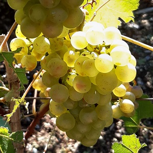 Chardonnay bien dore de la vendange 2019