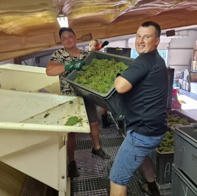 Chargement du pressoir pendant les vendanges