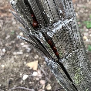Coccinelle dans les piquets de vigne