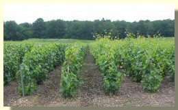 Vignes rogn&eacute;es juin 2004 - cliquez pour agrandir 