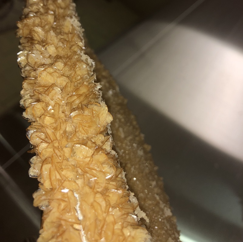 Cristaux de tartre sur porte de cuve en Champagne apes sous tirage