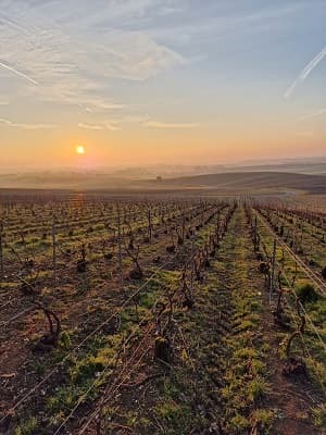 Domaine viticole en Champagne en mars