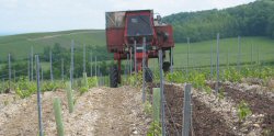 Ependage des &eacute;corces dans les vignes de champagne