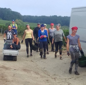 Merci � tous nos vendangeurs