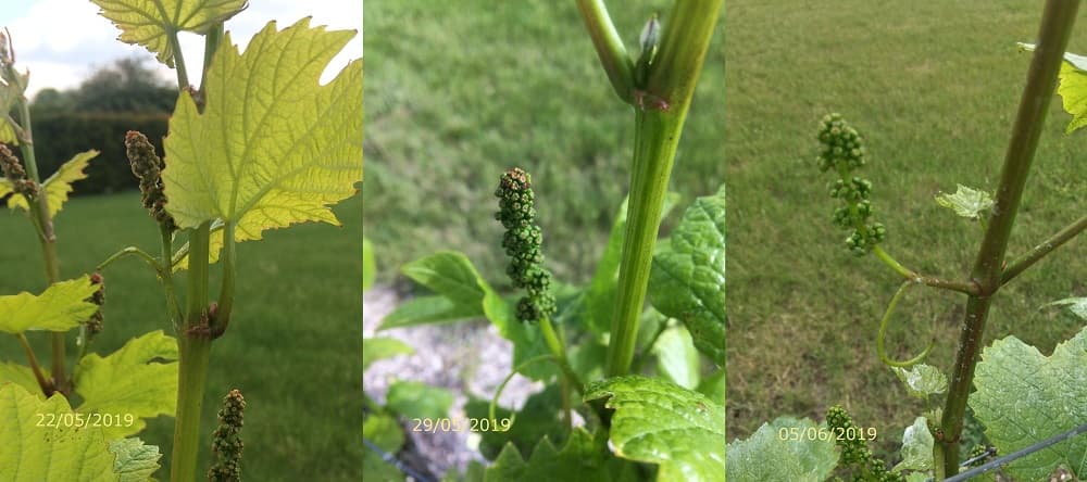 Evolution de la pousse des raisins en 2019