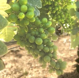 Une grappe de pinot meunier le 26 juin 2018 en &eacute;tape de fernmeture