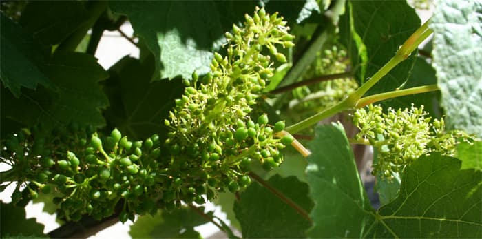 Raisin en fleurs &agrave; diff&eacute;rents stade fin juin 2014