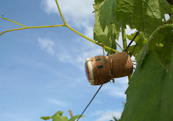 Raisin en fin de fleur fin juin 2012