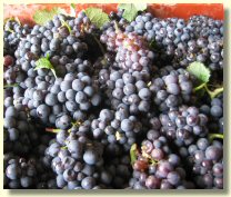 Raisins Pinot noir des vendanges 2004