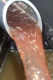 Jus de raisin pinot noir et pinot meunier