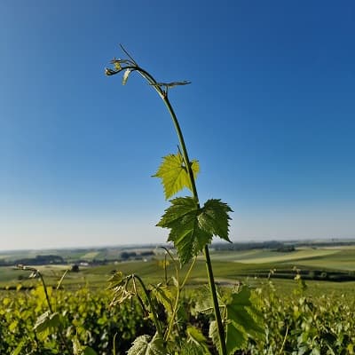 Domaine viticole en Champagne en juin