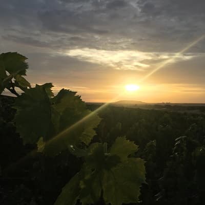 Lever de soleil sur les vignes de Vert Toulon et le Mont Aim&eacute;