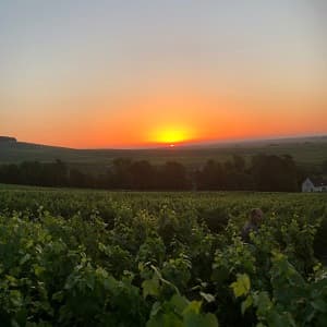 Lever de soleil sur les vignes de Champagne