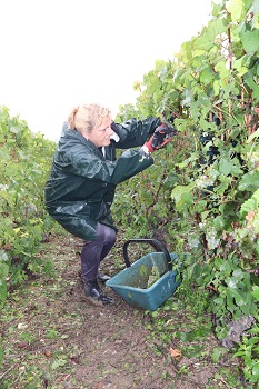 Maria concentree pour couper les raisins
