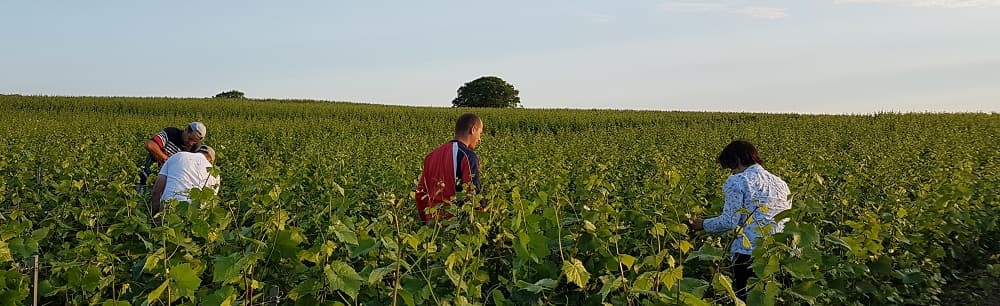 palissage de la vigne