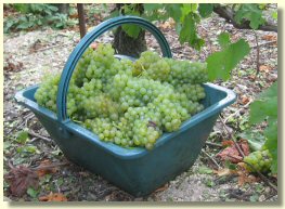 Panier de raisins Chardonnay coup&eacute;s pendant les vendanges 2004