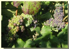 Raisins Pinot Noir au 30 aout 2004