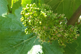 La fleur dans les vignes de Champagne mi juin 2015