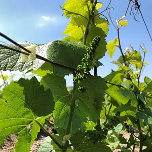 raisin de champagne en juin chez producteur hve