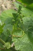 Raisins de champagne d&eacute;but juin 2006