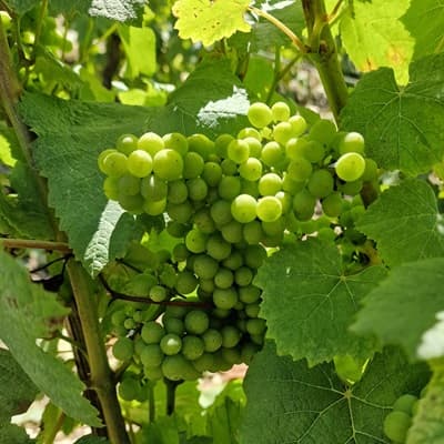 Champagne blanc de blanc