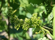 Raisin de champagne en fleur