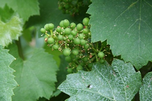 Raisins en Champagne en juillet 
