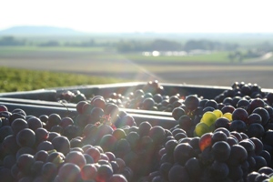 Pinots meuniers sous le soleil de Vert-Toulon vendanges en Champagne 2015