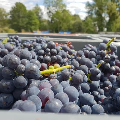 Raisins de champagne qui attendent d etre charg&eacute;s dans le pressoir en aout 2020