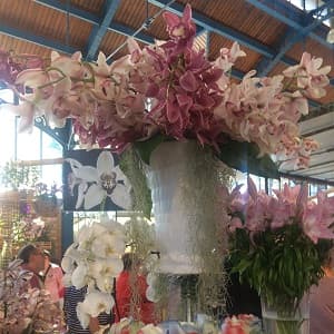 Reve d orchid&eacute;es S&eacute;zanne