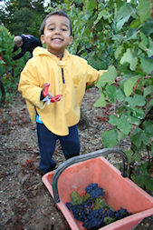 Vendangeurs durs a la tache dans les vignes de Vert-Toulon