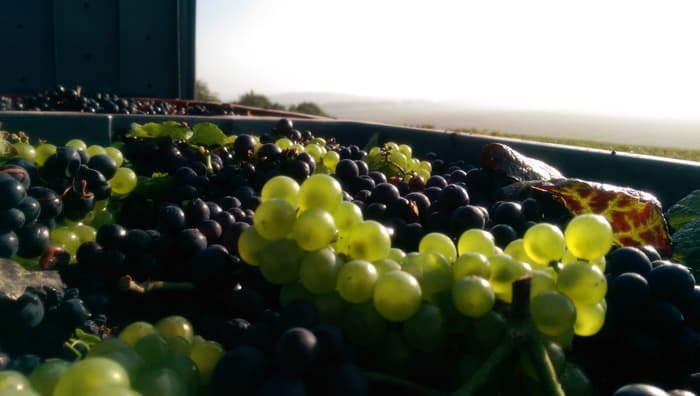 Raisins vieilles vignes champagne
