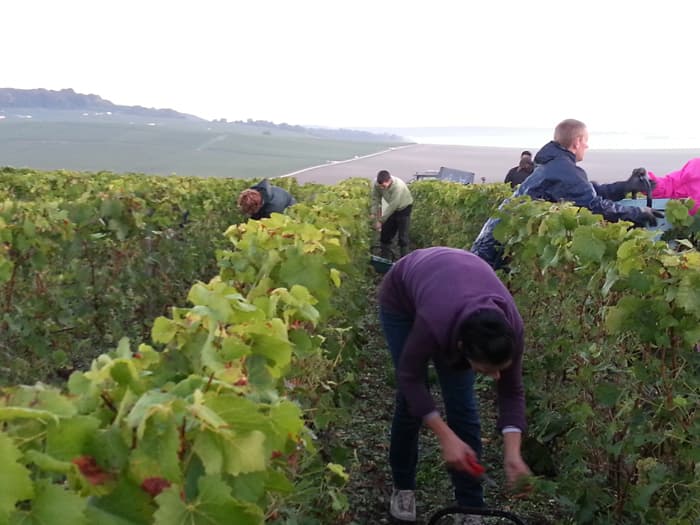 Effervescence dans les vigne vendanges 2013