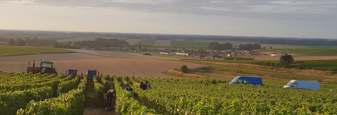 Vendanges dans les vignes de champagne chez un vigneron